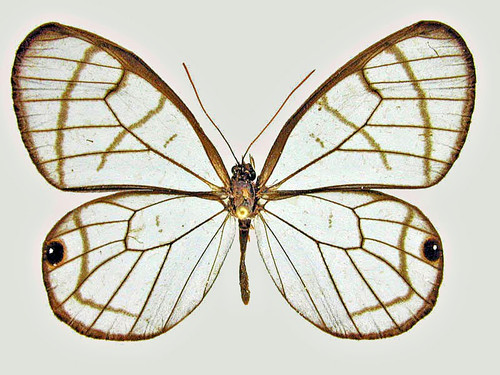 Satyridae dulcedo polita - dulcedo, polita****