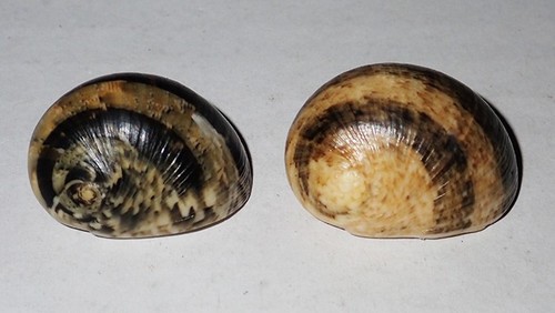 2 pezzi modello a - 26,, 28