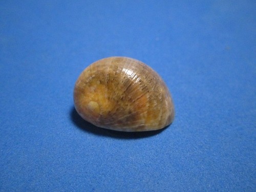 Nerita polita linneo - polita, linneo,