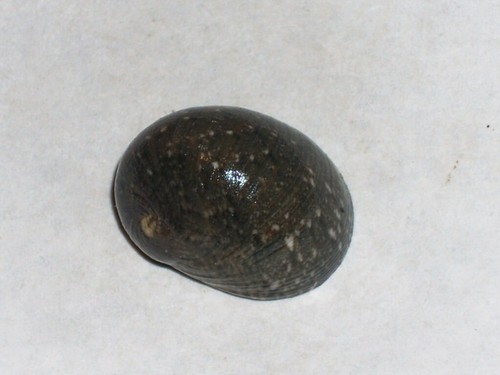 Nerita polita special - nerita,