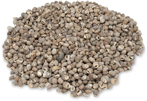 Nadeco nerita polita kg - nadeco®, 1