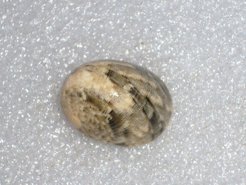 Nerita polita fantastic big - polita, fantastic,