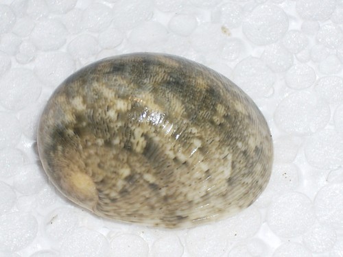 Nerita polita wonderful - polita, big