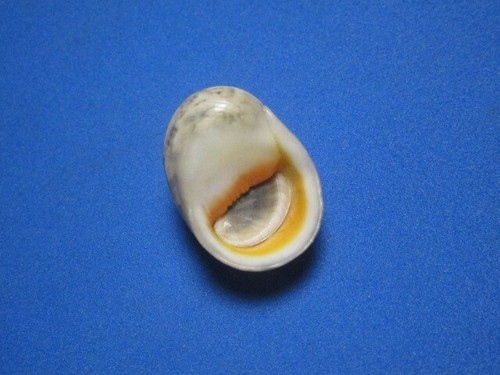 Nerita polita linneo 1758 - polita, linneo,