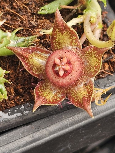 Duvalia polita dorata senza - duvalia,
