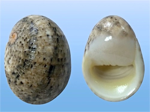 Neritidae nerita polita - neritidae,,