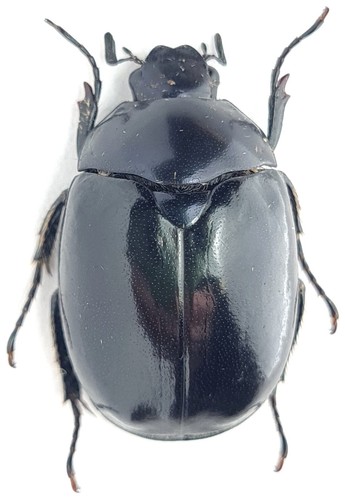 Scarabaeidae melolonthinae - scarabaeidae,