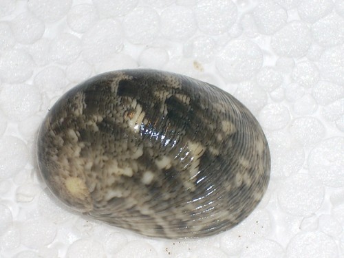 Nerita polita awesome big - nerita,