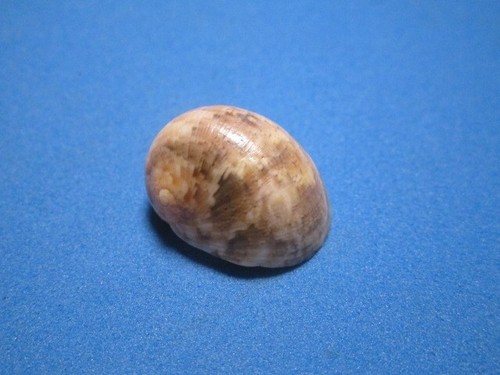 Nerita polita linneo 1758 - polita,