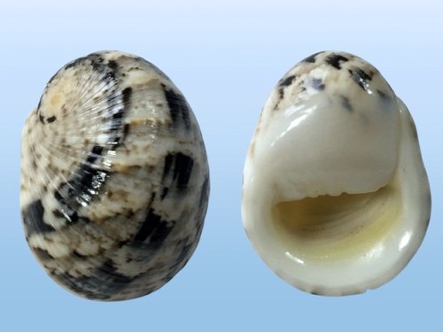 Neritidae nerita polita - neritidae,,
