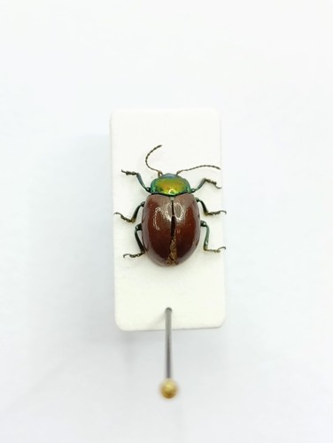 Entomology taxidermy - taxidermy,