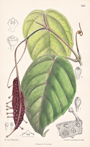 Pterisanthes polita malay - pterisanthes,