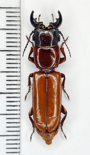 Cerambycidae parandra - cerambycidae,,