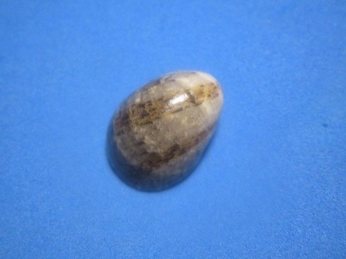 Nerita polita linneo 1758 - nerita, linneo,