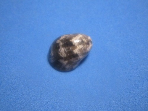 Nerita polita linneo 1758 - nerita,