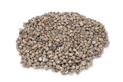 Nerita polita 2 cm - 1, kg